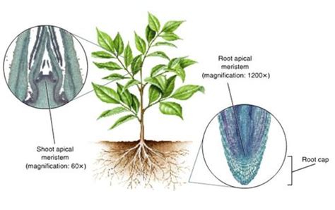 Topic 9.3 Growth in Plants - AMAZING WORLD OF SCIENCE WITH MR. GREEN