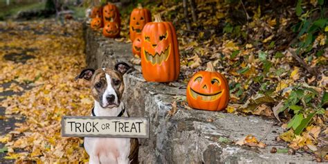 Pup-or-Treat! Easy Halloween Pet Treats for Dogs and Cats