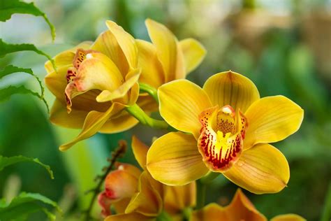 Cymbidium Orchid Propagation Care And Problems The Gardening