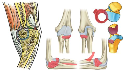 Exam Anatomy Elbow Joint Diagram Quizlet