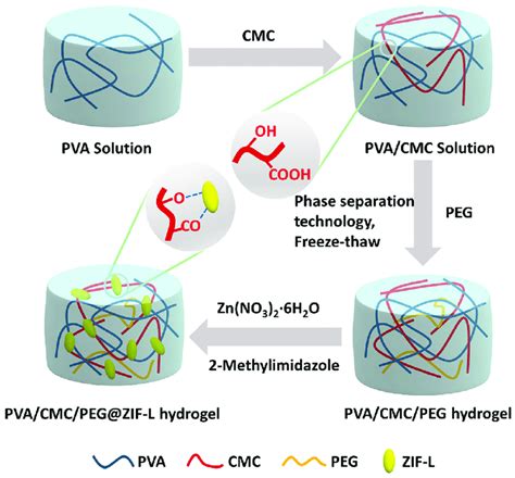 The Formation Of The Pva Cm Peg Zif L Hydrogel And The In Situ Growth