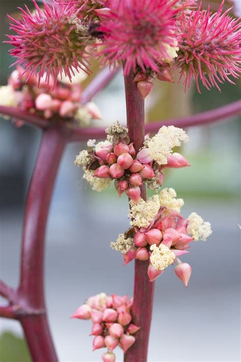 Close Up Do Ricinus Communis A Semente De R Cino Ou A Rod Zio Leo