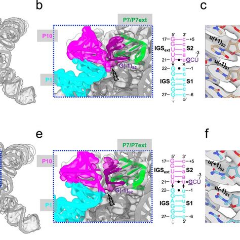 Structural Features Of Tetrahymena Ribozyme In Con2 And Con3 A D