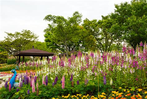 A Beautiful Flower Field At The Spring Flower Festival Stock Photo ...