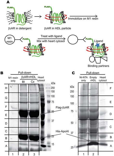 Co Immunoprecipitation Of B 2 AR Interacting Proteins In The Adult Rat