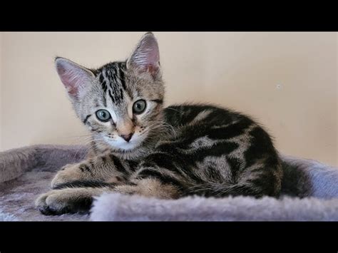 Silver Marble Bengal Cat Mix