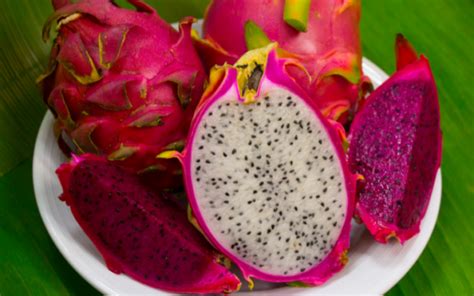 Embrapa Desenvolve Cinco Cultivares De Pitaya Mais Resistentes A