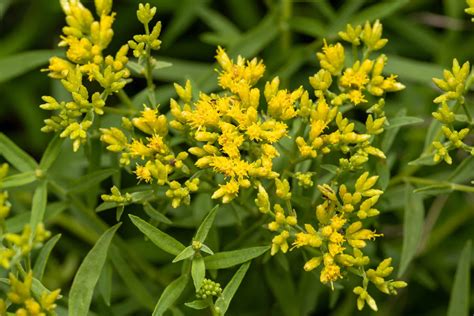 Euthamia Graminifolia - Grass Leaved Goldenrod - Bumbee's
