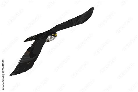 Flying hawk. Vector image. White background. Stock Vector | Adobe Stock