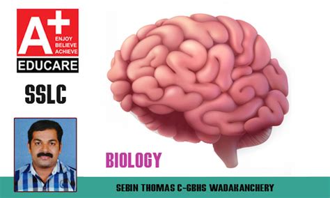 Aplus Blog Sslc Biology Chapter 1 Structure Of Brain Based Live Worksheet