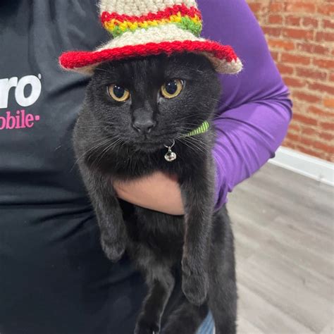 Cat Sombrero Sombrero For Cats Sombrero Hat With Ear Holes For Cats