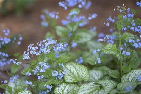 Brunnera Wielkolistna Uwielbia Zacienione Miejsca W Ogrodzie Jak