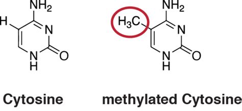 Introduction To Dna Methylation Analysis Methylprep Documentation