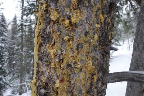 Backpackers Should Be Amateur Naturalists Backpacking Light