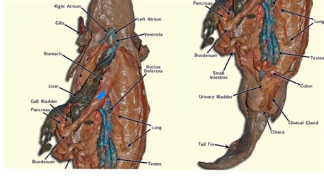 salamander anatomy - YouTube