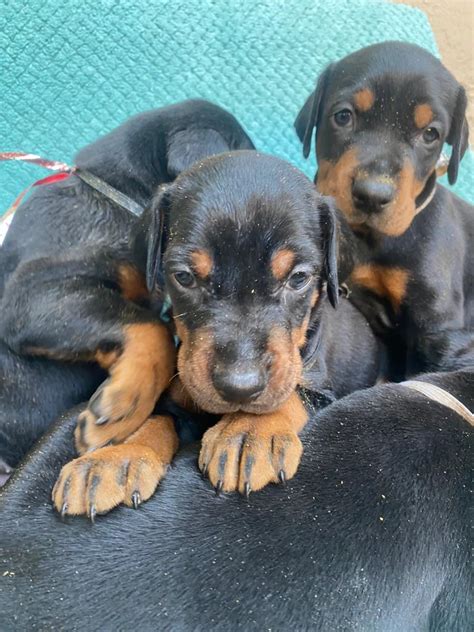 Our Latest Litter Of Dobermann Puppies Charlemagne Dobermanns