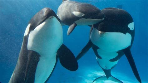 Petition · End orca captivity - United States · Change.org