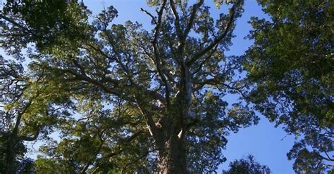 South Africa Nature Outeniqua Yellowwood