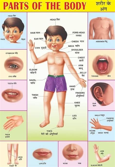 Body Parts Name 50 Body Parts In English With Pictures