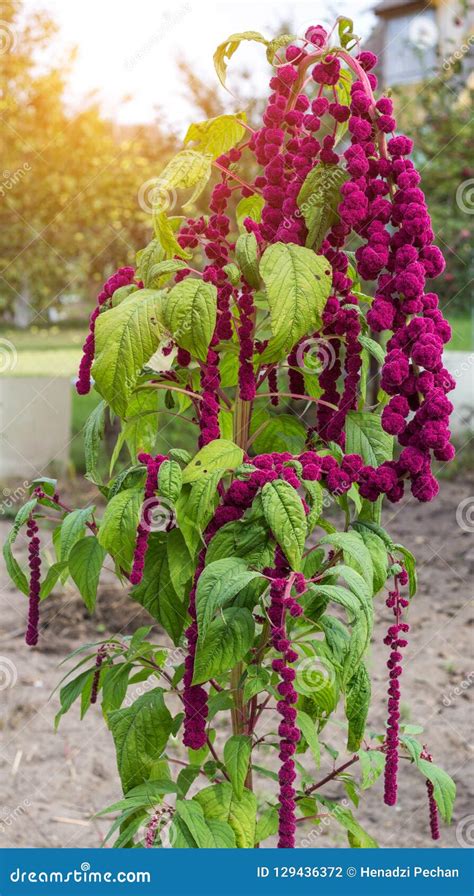 A Large Plant And A Red Amaranth Flower Large Blooming Red Amaranth