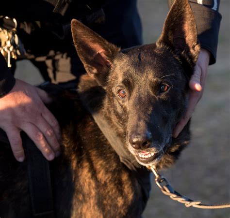 Costa Mesa Police Gets First K 9 On Patrol Since 2011 Orange County