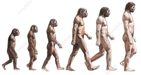 Human Evolution Future Timeline