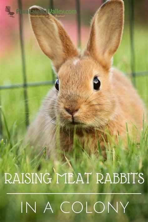 The Ultimate Resource Collection For Raising Meat Rabbits In A Colony