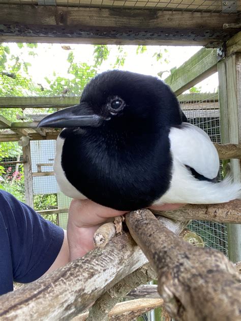 Sophie The Magpie On Twitter I Am A Comfy Calzone Eurasian Magpie