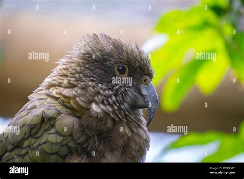 Kaka Parrot New Zealand Portrait Stock Photo Alamy