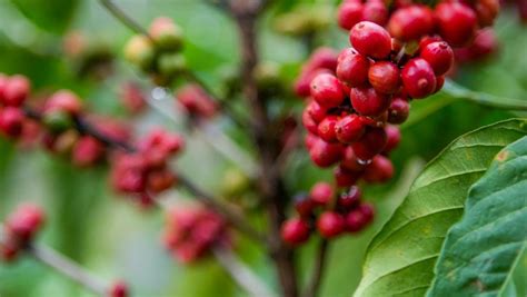 Em dois anos Brasil pode ter mais oferta de café conilon que o Vietnã