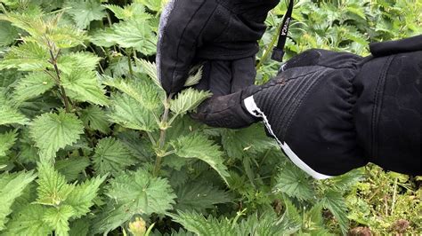 How To Identify A Stinging Nettle Plant Urtica Dioica Correctly To