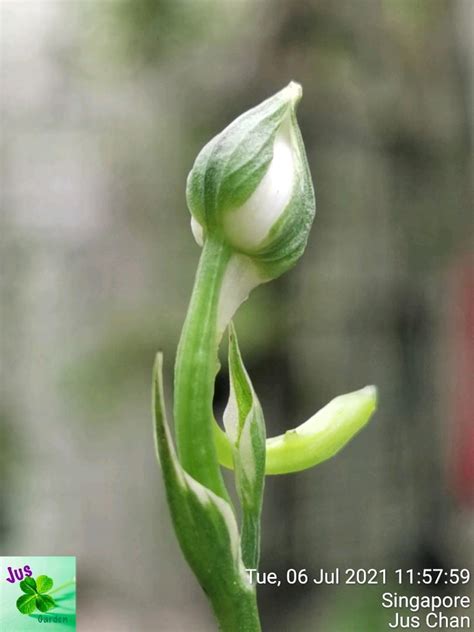 Rare Seeds SAGISOU White Egret Orchid Habenaria Radiata Bulb