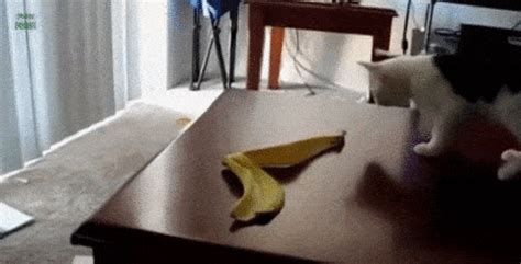 bananas | GIF | PrimoGIF