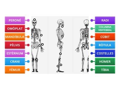 Ossos i musculs Recursos didácticos