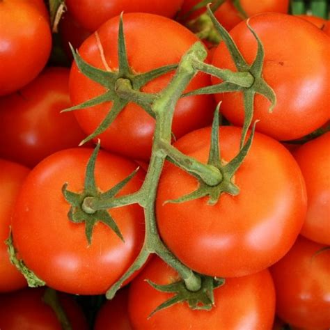 Pomodori Maturi Bolognesi Ortofrutta