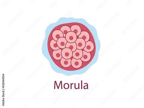 Morula The Embryo Cell Of 16 Blastomeres In A Solid Ball Contained