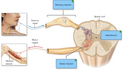 Nervous System Study 5 Ex Flashcards Quizlet