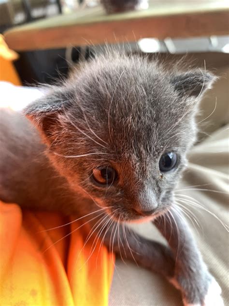 How To Constipated Cat - catsbh