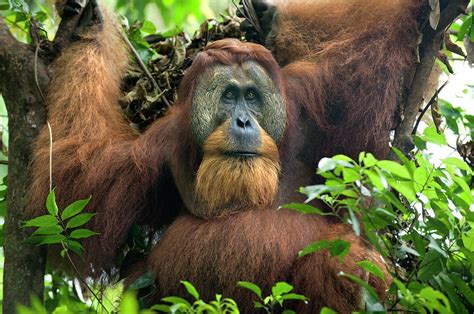 Sumatran Orangutan Pongo Abelii Photograph By Suzi Eszterhas