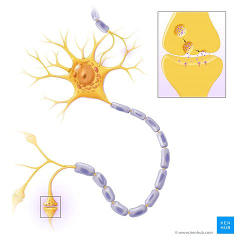 Neurotransmisores Tipos Funciones Y Trastornos Kenhub