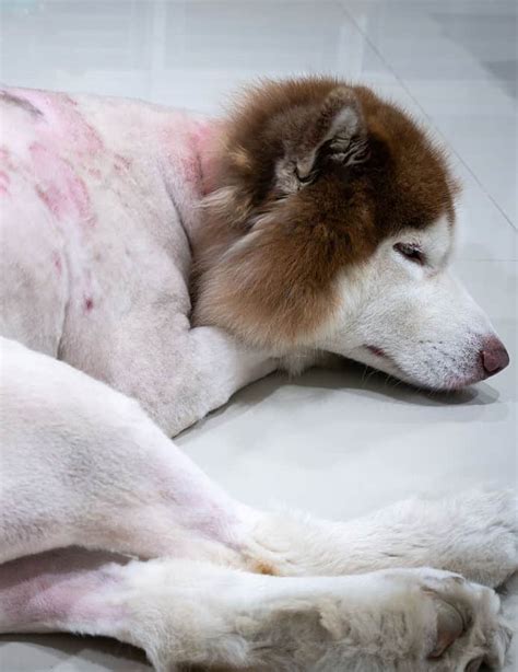 Skin Infections in Dogs: Types, Causes, Symptoms, and Treatments | Dog ...