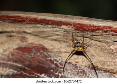 Soapberry Bug Nymph Genus Jadera Stock Photo Shutterstock