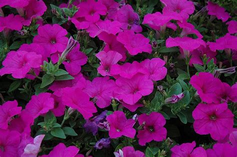 Easy Wave Neon Rose Petunia | Calloway's Nursery