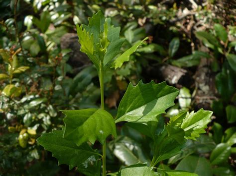 Groundsel Tree Eastern Baccharis Baccharis halimifolia 200 Seeds USA C ...