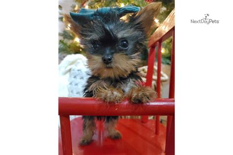 Mila Yorkshire Terrier Yorkie Puppy For Sale Near Evansville