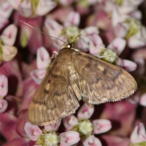 Recently Shared Photographs | Butterflies and Moths of North America