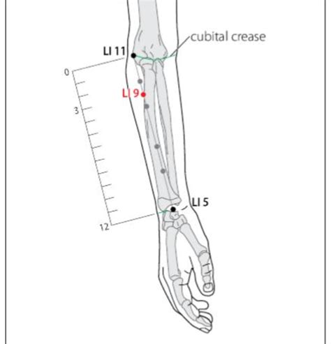 Li Acupuncture Point Acupuncture Point Locations Review