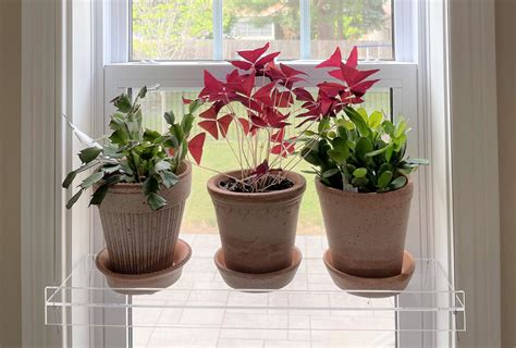 Top 10 Best Houseplant Tools Beyond the Basics | A Natural Curiosity