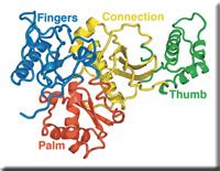 reverse_transcriptase