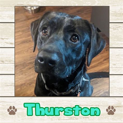 Dog For Adoption Thurston A Labrador Retriever In Mechanic Falls Me